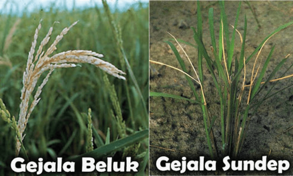 Serangan sundep dan beluk